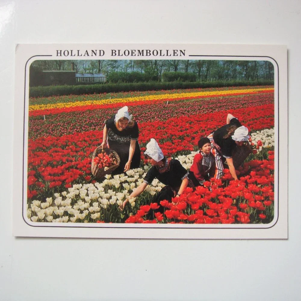 Vintage Set of 6 Dutch Tulips Souvenir Postcards